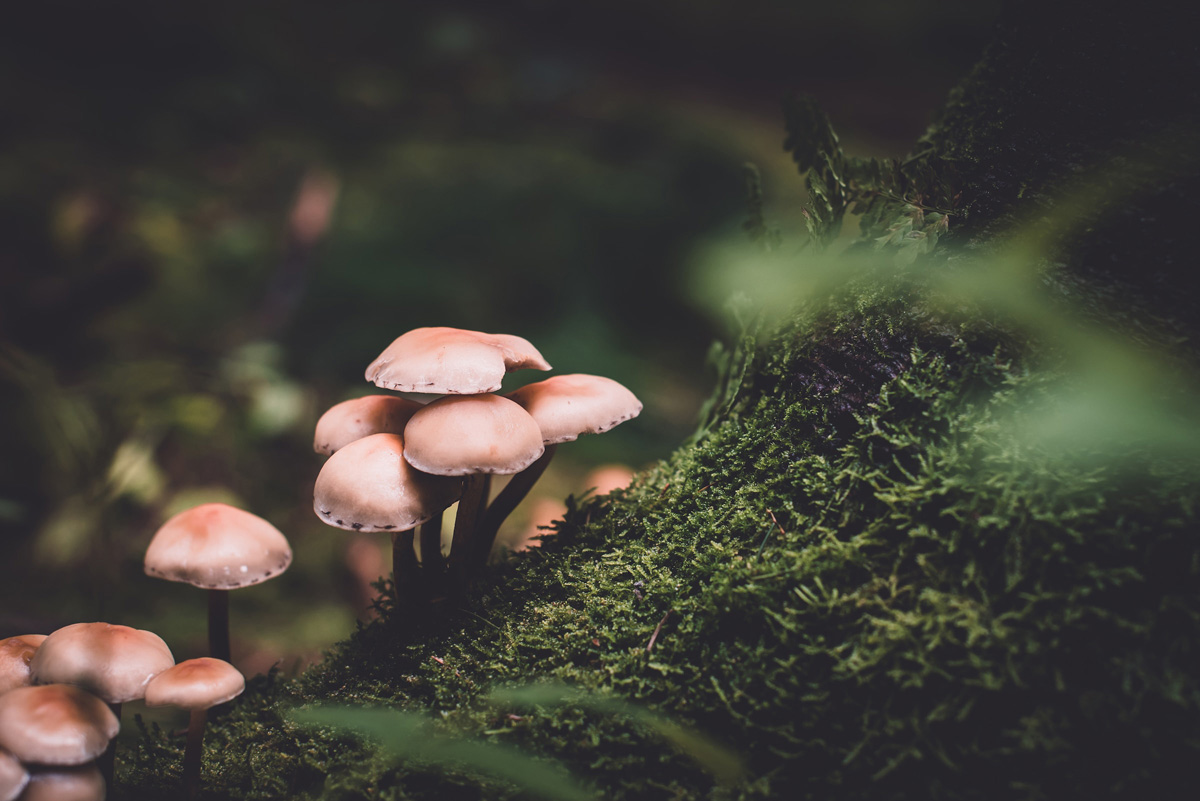 Lecture: Fascinating Fungi ***SOLD OUT*** - Courtenay and District Museum & Palaeontology Centre